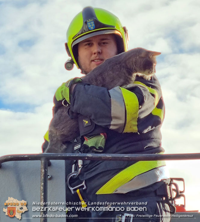20221225 Der Feuerwehr-Klassiker „Katze auf Baum" Foto: Freiwillige Feuerwehr Heiligenkreuz 20221225 Der Feuerwehr-Klassiker „Katze auf Baum" Foto: Freiwillige Feuerwehr Heiligenkreuz
