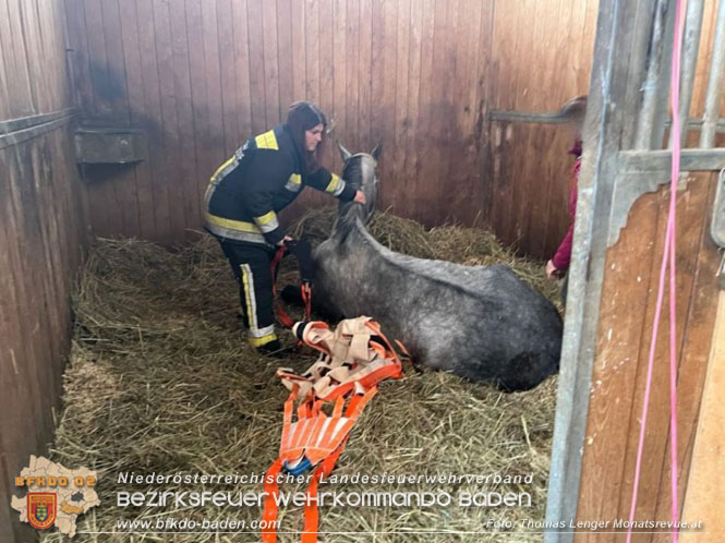 20230113 Pferd von Feuerwehr wieder auf die Beine gebracht  Foto: Thomas Lenger Monatsrevue.at