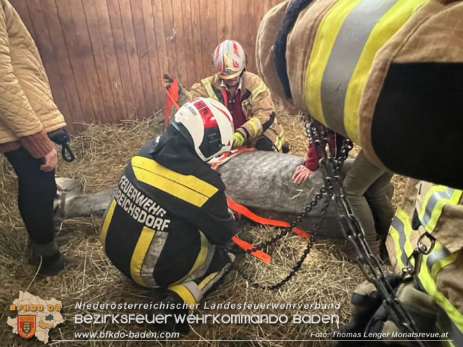 20230113 Pferd von Feuerwehr wieder auf die Beine gebracht  Foto: Thomas Lenger Monatsrevue.at