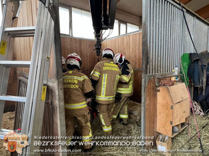 20230113 Pferd von Feuerwehr wieder auf die Beine gebracht  Foto: Thomas Lenger Monatsrevue.at