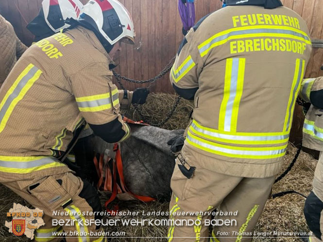 20230113 Pferd von Feuerwehr wieder auf die Beine gebracht  Foto: Thomas Lenger Monatsrevue.at