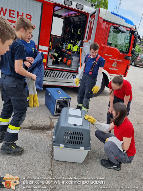 20230507 Feuerwehr befreit Biber aus Notlage in Baden  Foto: Freiwillige Feuerwehr Baden-Stadt