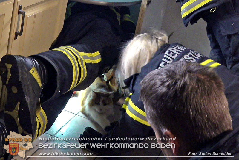 20240106_Feuerwehr rettet „Carlo" in Pfaffstätten aus Küchenzeile  Foto: Stefan Schneider BFKDO BADEN