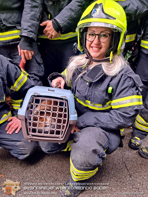 20240106_Feuerwehr rettet „Carlo" in Pfaffstätten aus Küchenzeile  Foto: Stefan Schneider BFKDO BADEN