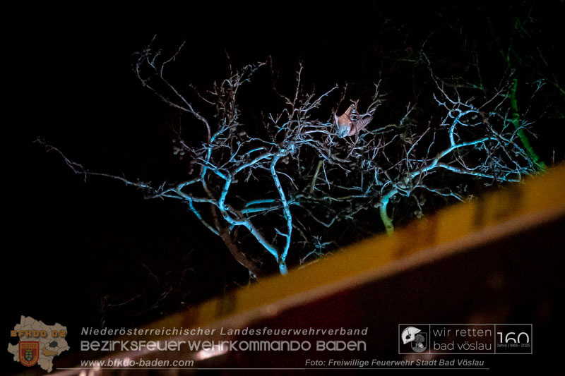 20250215_Feuerwehr rettet Turmfalke aus Baum im Vslauer Schlopark  Foto: FF Stadt Bad Vslau