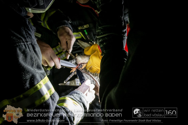20250215_Feuerwehr rettet Turmfalke aus Baum im Vslauer Schlopark  Foto: FF Stadt Bad Vslau