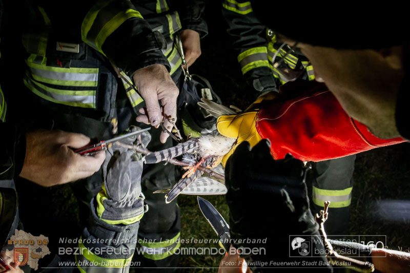 20250215_Feuerwehr rettet Turmfalke aus Baum im Vslauer Schlopark  Foto: FF Stadt Bad Vslau