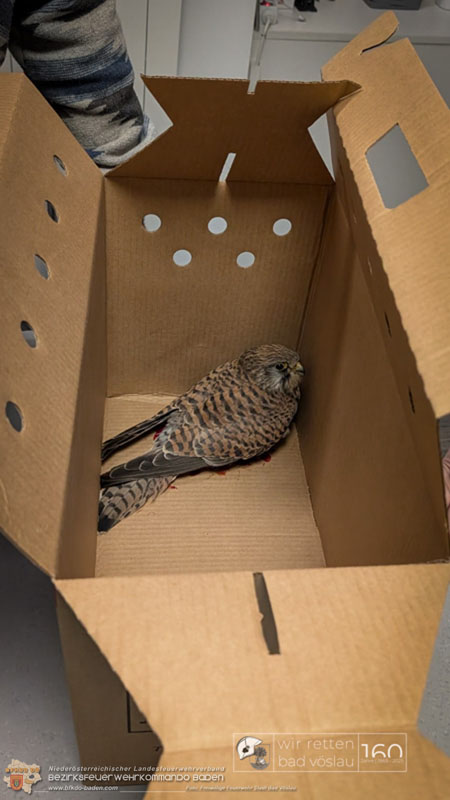 20250215_Feuerwehr rettet Turmfalke aus Baum im Vslauer Schlopark  Foto: FF Stadt Bad Vslau