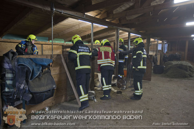 20250225_Feuerwehr Pfaffstätten unterstützt „SAMMY" beim Aufstehen! Foto: Stefan Schneider BFKDO BADEN 20250225_Feuerwehr Pfaffstätten unterstützt „SAMMY" beim Aufstehen! Foto: Stefan Schneider BFKDO BADEN