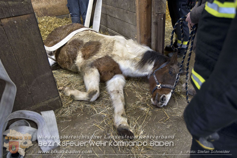 20250225_Feuerwehr Pfaffstätten unterstützt „SAMMY" beim Aufstehen! Foto: Stefan Schneider BFKDO BADEN 20250225_Feuerwehr Pfaffstätten unterstützt „SAMMY" beim Aufstehen! Foto: Stefan Schneider BFKDO BADEN