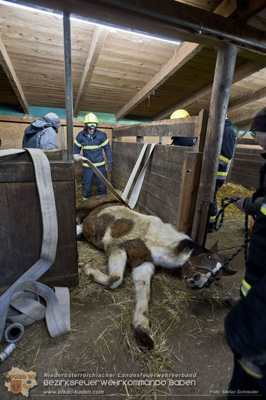 20250225_Feuerwehr Pfaffstätten unterstützt „SAMMY" beim Aufstehen! Foto: Stefan Schneider BFKDO BADEN 20250225_Feuerwehr Pfaffstätten unterstützt „SAMMY" beim Aufstehen! Foto: Stefan Schneider BFKDO BADEN