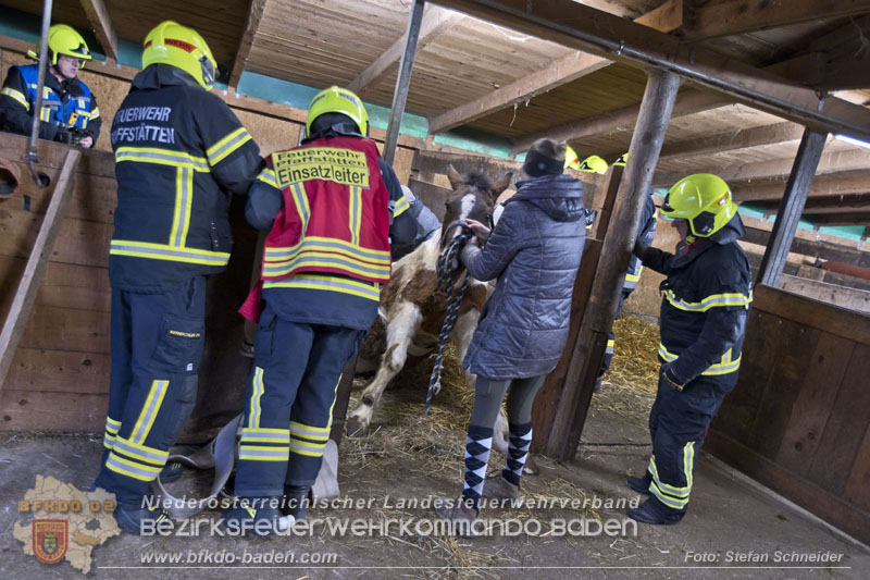 20250225_Feuerwehr Pfaffstätten unterstützt „SAMMY" beim Aufstehen! Foto: Stefan Schneider BFKDO BADEN 20250225_Feuerwehr Pfaffstätten unterstützt „SAMMY" beim Aufstehen! Foto: Stefan Schneider BFKDO BADEN