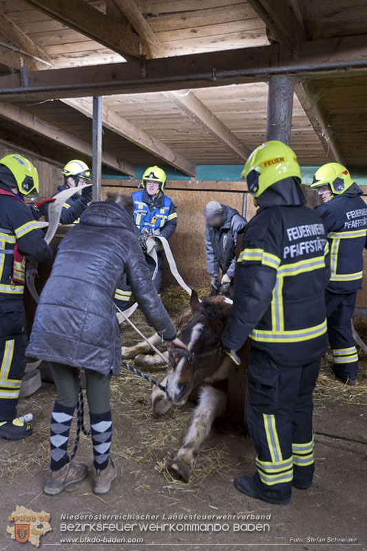 20250225_Feuerwehr Pfaffstätten unterstützt „SAMMY" beim Aufstehen! Foto: Stefan Schneider BFKDO BADEN 20250225_Feuerwehr Pfaffstätten unterstützt „SAMMY" beim Aufstehen! Foto: Stefan Schneider BFKDO BADEN