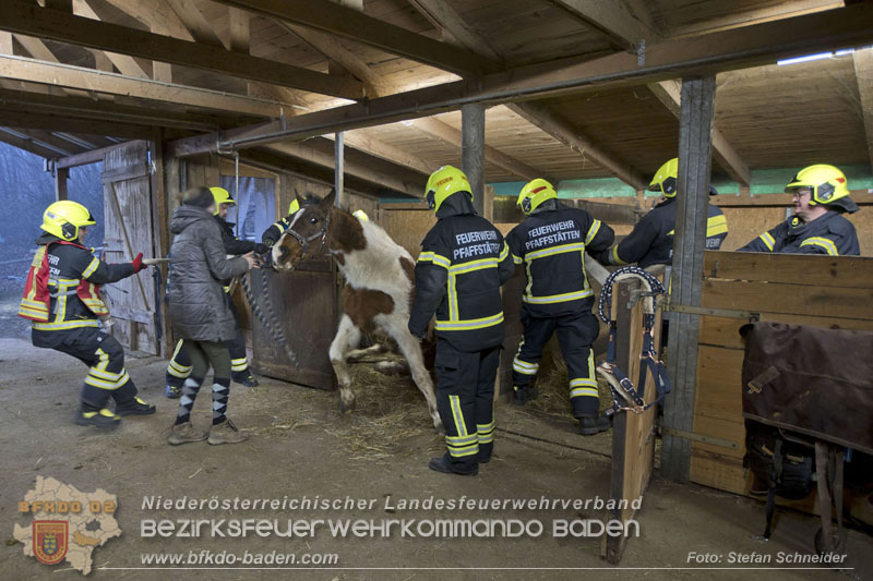 20250225_Feuerwehr Pfaffstätten unterstützt „SAMMY" beim Aufstehen! Foto: Stefan Schneider BFKDO BADEN 20250225_Feuerwehr Pfaffstätten unterstützt „SAMMY" beim Aufstehen! Foto: Stefan Schneider BFKDO BADEN