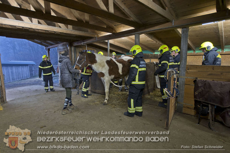 20250225_Feuerwehr Pfaffstätten unterstützt „SAMMY" beim Aufstehen! Foto: Stefan Schneider BFKDO BADEN 20250225_Feuerwehr Pfaffstätten unterstützt „SAMMY" beim Aufstehen! Foto: Stefan Schneider BFKDO BADEN