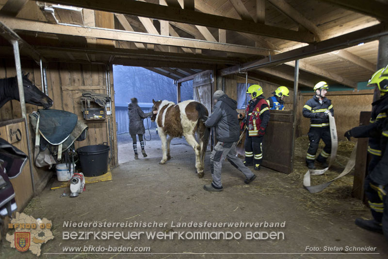 20250225_Feuerwehr Pfaffstätten unterstützt „SAMMY" beim Aufstehen! Foto: Stefan Schneider BFKDO BADEN 20250225_Feuerwehr Pfaffstätten unterstützt „SAMMY" beim Aufstehen! Foto: Stefan Schneider BFKDO BADEN