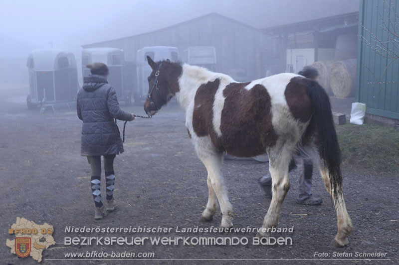 20250225_Feuerwehr Pfaffstätten unterstützt „SAMMY" beim Aufstehen! Foto: Stefan Schneider BFKDO BADEN 20250225_Feuerwehr Pfaffstätten unterstützt „SAMMY" beim Aufstehen! Foto: Stefan Schneider BFKDO BADEN