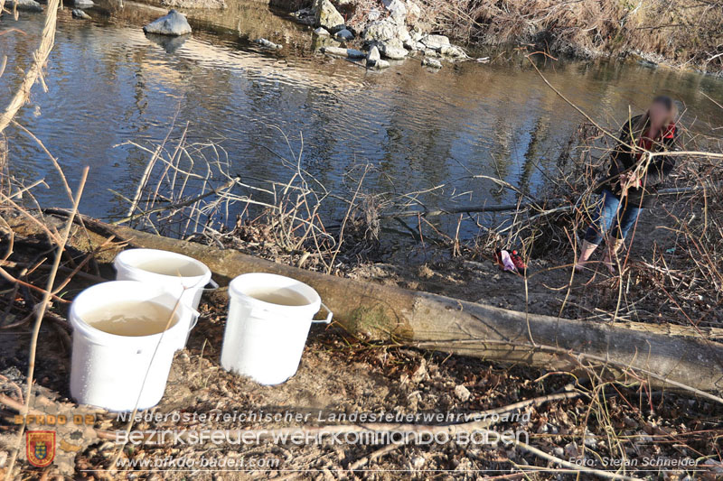 20250302_Flurbrand im Traiskirchner Augebiet   Foto: Stefan Schneider BFKDO BADEN