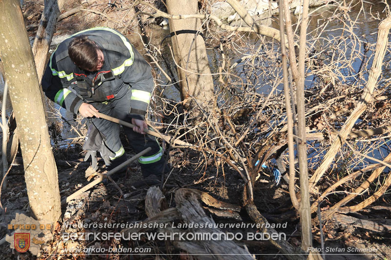 20250302_Flurbrand im Traiskirchner Augebiet   Foto: Stefan Schneider BFKDO BADEN