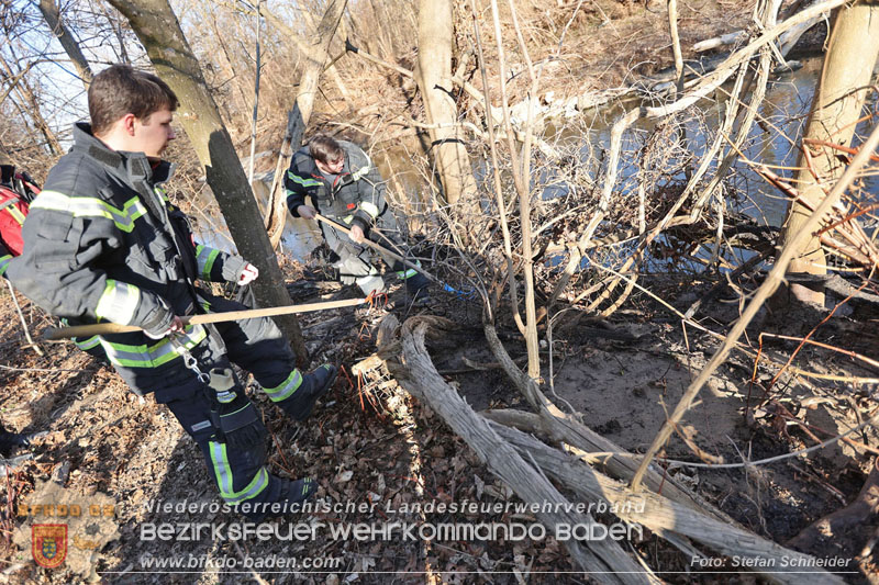 20250302_Flurbrand im Traiskirchner Augebiet   Foto: Stefan Schneider BFKDO BADEN