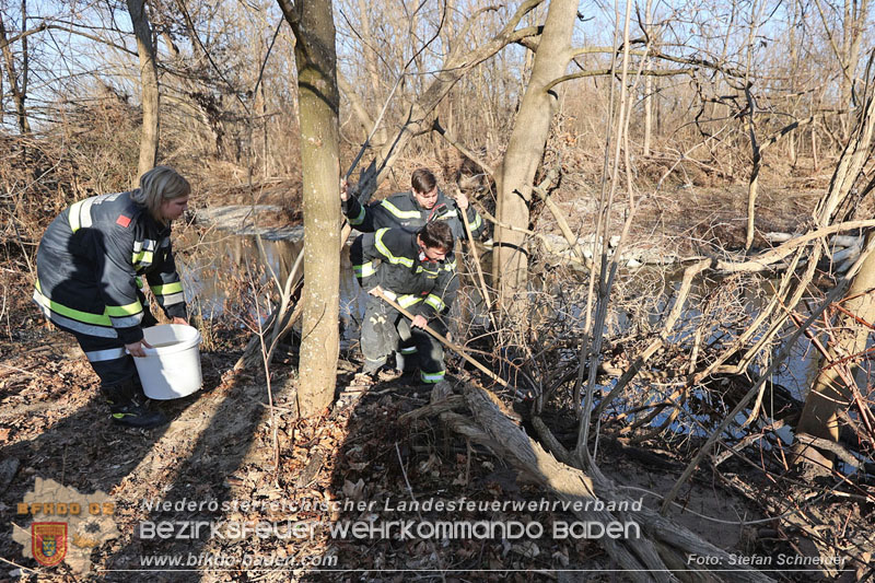 20250302_Flurbrand im Traiskirchner Augebiet   Foto: Stefan Schneider BFKDO BADEN