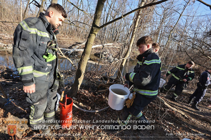20250302_Flurbrand im Traiskirchner Augebiet   Foto: Stefan Schneider BFKDO BADEN