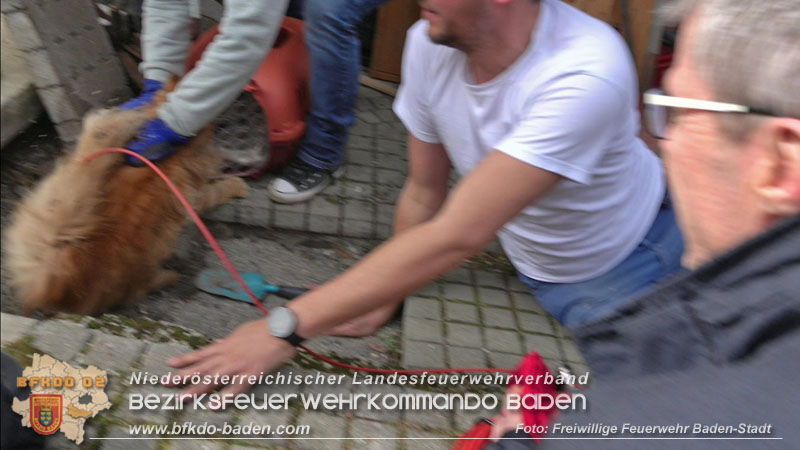 20250310_Feuerwehr befreit Stubentiger „Odin" aus unterirdischem Hohlraum in Baden! Foto: Stefan Schneider FF Baden-Stadt 20250310_Feuerwehr befreit Stubentiger „Odin" aus unterirdischem Hohlraum in Baden! Foto: Stefan Schneider FF Baden-Stadt