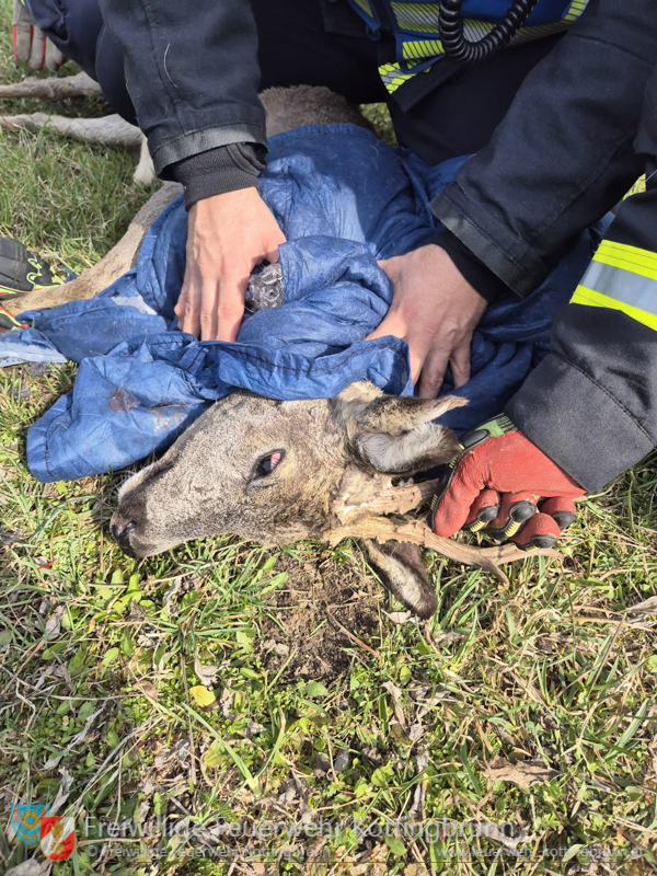 20250322_Rehbock verfngt sich im Zaun   Foto: FF Kottigbrunn