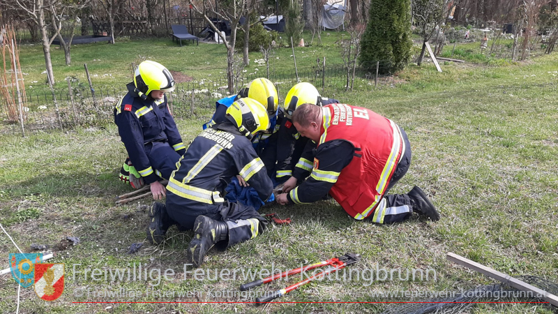 20250322_Rehbock verfngt sich im Zaun   Foto: FF Kottigbrunn