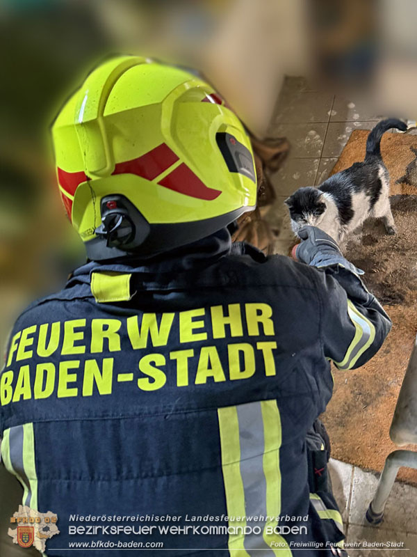 20250404_Feuerwehr rettet zwei Katzen aus Brandwohnung in Baden   Foto: Stefan Schneider FF Baden-Stadt