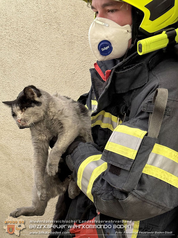20250404_Feuerwehr rettet zwei Katzen aus Brandwohnung in Baden   Foto: Stefan Schneider FF Baden-Stadt
