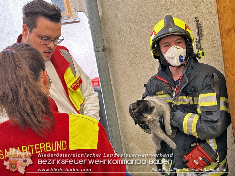 20250404_Feuerwehr rettet zwei Katzen aus Brandwohnung in Baden   Foto: Stefan Schneider FF Baden-Stadt
