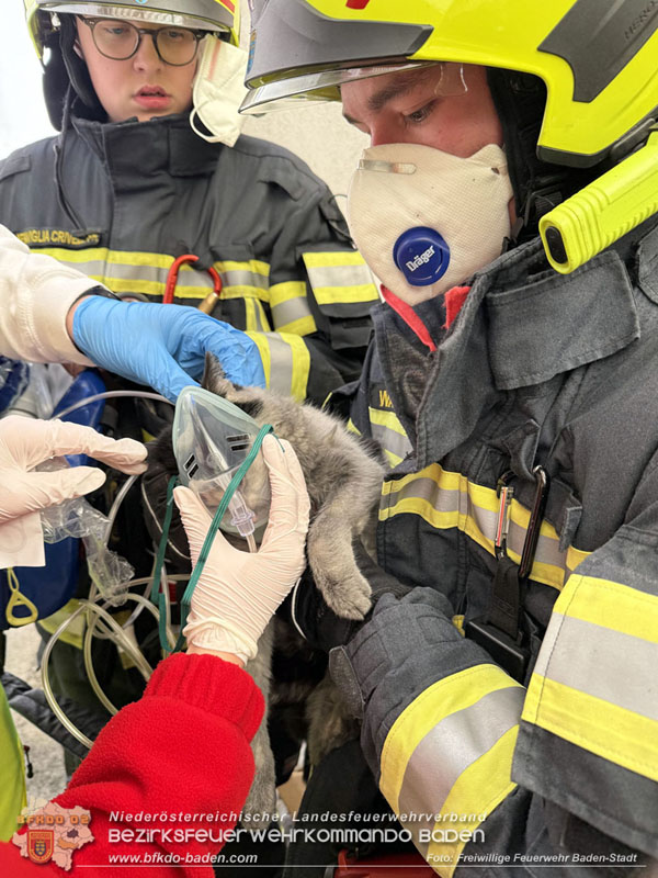 20250404_Feuerwehr rettet zwei Katzen aus Brandwohnung in Baden   Foto: Stefan Schneider FF Baden-Stadt
