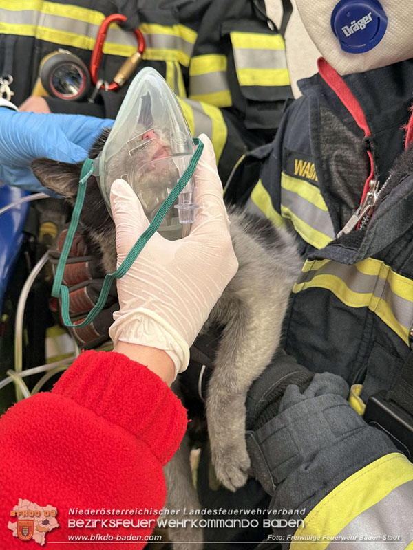 20250404_Feuerwehr rettet zwei Katzen aus Brandwohnung in Baden   Foto: Stefan Schneider FF Baden-Stadt