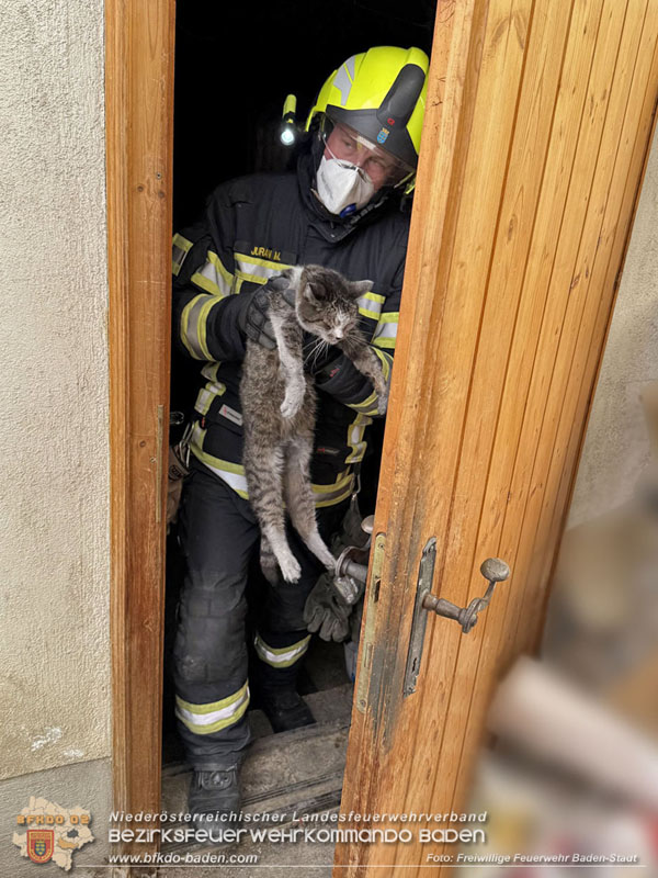 20250404_Feuerwehr rettet zwei Katzen aus Brandwohnung in Baden   Foto: Stefan Schneider FF Baden-Stadt