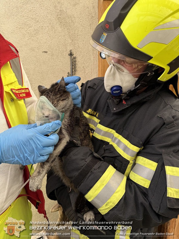 20250404_Feuerwehr rettet zwei Katzen aus Brandwohnung in Baden   Foto: Stefan Schneider FF Baden-Stadt