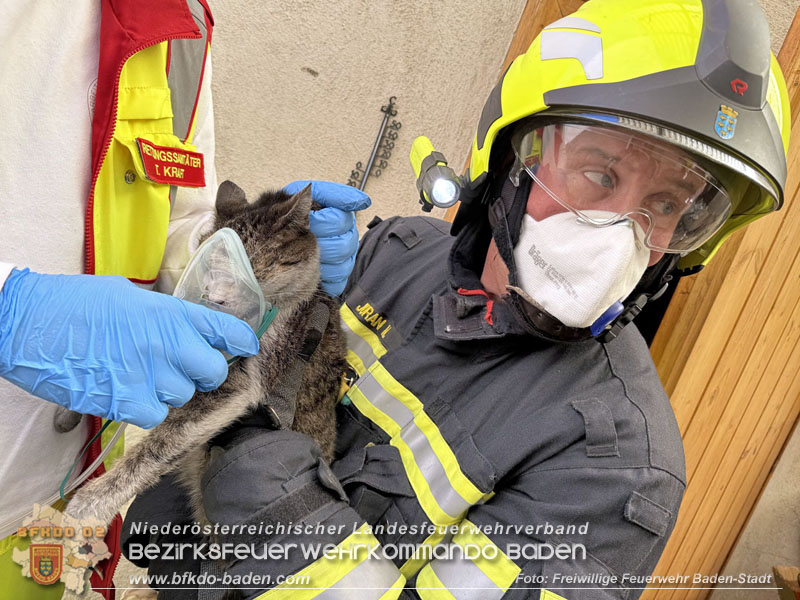 20250404_Feuerwehr rettet zwei Katzen aus Brandwohnung in Baden   Foto: Stefan Schneider FF Baden-Stadt