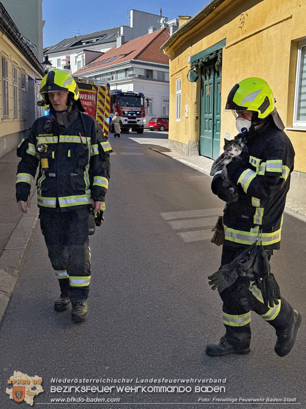 20250404_Feuerwehr rettet zwei Katzen aus Brandwohnung in Baden   Foto: Stefan Schneider FF Baden-Stadt