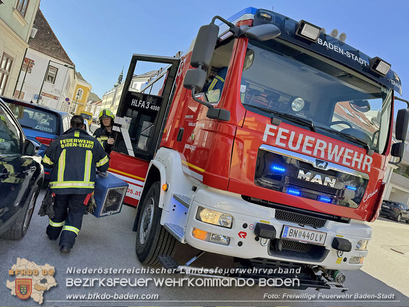 20250404_Feuerwehr rettet zwei Katzen aus Brandwohnung in Baden   Foto: Stefan Schneider FF Baden-Stadt
