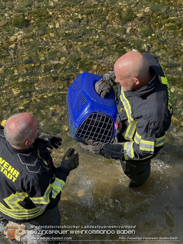 20250610_Fuchs aus Schwechat in Baden durch Feuerwehr gerettet! Foto: Freiwillige Feuerwehr Baden-Stadt / Stefan Schneider 20250610_Fuchs aus Schwechat in Baden durch Feuerwehr gerettet! Foto: Freiwillige Feuerwehr Baden-Stadt / Stefan Schneider