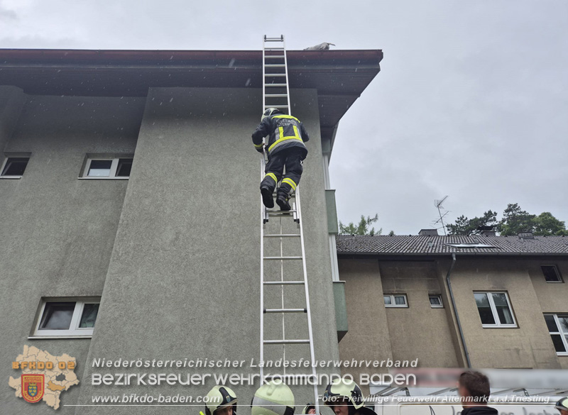 20250726_Feuerwehr rettet Hund von Dach einer Wohnhausanlage in Altenmarkt a.d.Triesting Foto: FF Altenmarkt/Triesting 20250726_Feuerwehr rettet Hund von Dach einer Wohnhausanlage in Altenmarkt a.d.Triesting Foto: FF Altenmarkt/Triesting