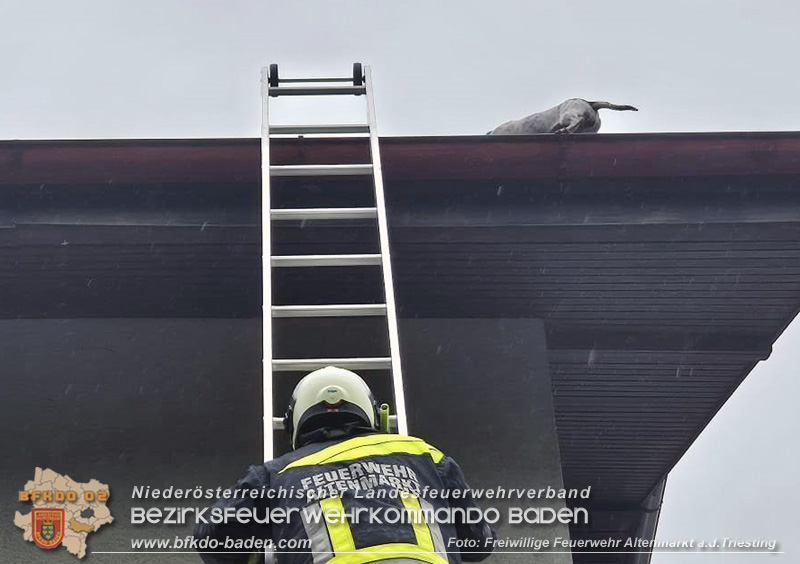 20250726_Feuerwehr rettet Hund von Dach einer Wohnhausanlage in Altenmarkt a.d.Triesting Foto: FF Altenmarkt/Triesting 20250726_Feuerwehr rettet Hund von Dach einer Wohnhausanlage in Altenmarkt a.d.Triesting Foto: FF Altenmarkt/Triesting