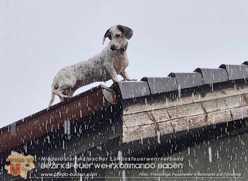 20250726_Feuerwehr rettet Hund von Dach einer Wohnhausanlage in Altenmarkt a.d.Triesting Foto: FF Altenmarkt/Triesting 20250726_Feuerwehr rettet Hund von Dach einer Wohnhausanlage in Altenmarkt a.d.Triesting Foto: FF Altenmarkt/Triesting
