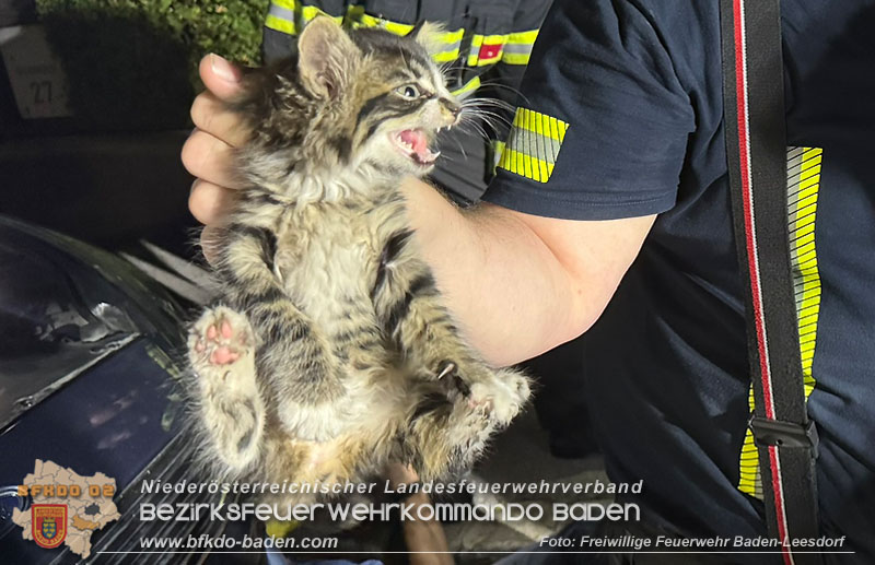 20250803_Feuerwehr befreit Babykatze aus Pkw in Baden   Foto: Freiwillige Feuerwehr Baden-Leesdorf