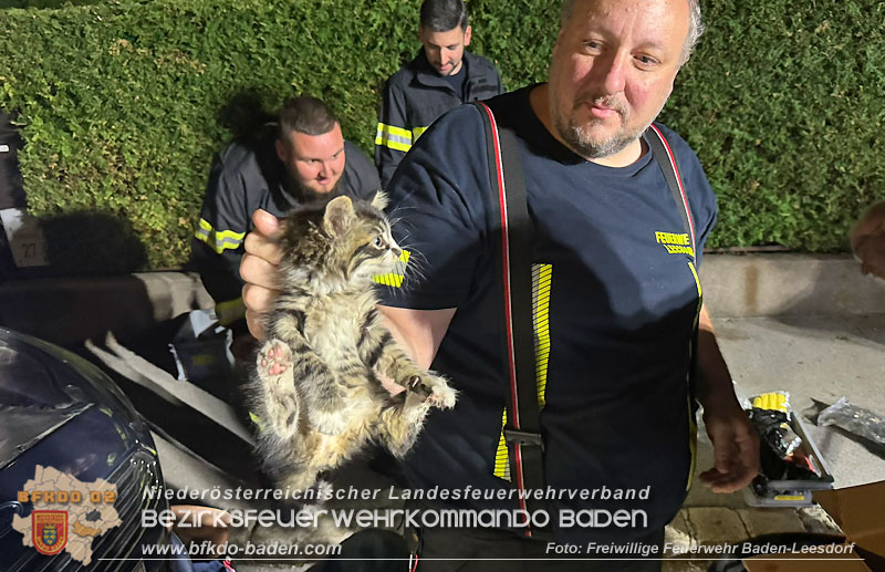20250803_Feuerwehr befreit Babykatze aus Pkw in Baden   Foto: Freiwillige Feuerwehr Baden-Leesdorf