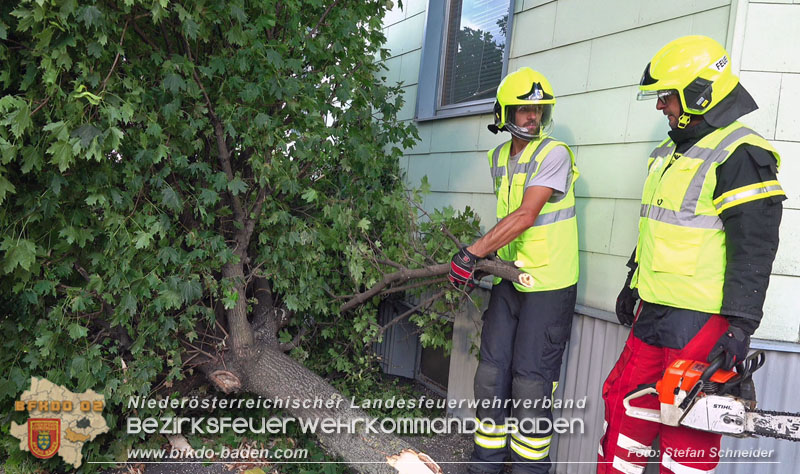 20250822_Pkw Lenkerin prallt im Ortsgebiet frontal gegen Baum Foto: Stefan Schneider BFKDO BADEN 20250822_Pkw Lenkerin prallt im Ortsgebiet frontal gegen Baum Foto: Stefan Schneider BFKDO BADEN
