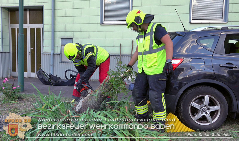 20250822_Pkw Lenkerin prallt im Ortsgebiet frontal gegen Baum Foto: Stefan Schneider BFKDO BADEN 20250822_Pkw Lenkerin prallt im Ortsgebiet frontal gegen Baum Foto: Stefan Schneider BFKDO BADEN