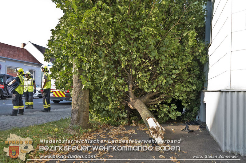 20250822_Pkw Lenkerin prallt im Ortsgebiet frontal gegen Baum Foto: Stefan Schneider BFKDO BADEN 20250822_Pkw Lenkerin prallt im Ortsgebiet frontal gegen Baum Foto: Stefan Schneider BFKDO BADEN