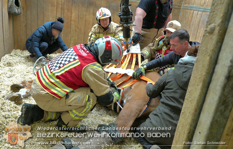 20251004_Pferd benötigt am "Welttierschutztag" die Hilfe der Feuerwehr Ebreichsdorf Foto: Stefan Schneider BFKDO BADEN 20251004_Pferd benötigt am "Welttierschutztag" die Hilfe der Feuerwehr Ebreichsdorf Foto: Stefan Schneider BFKDO BADEN