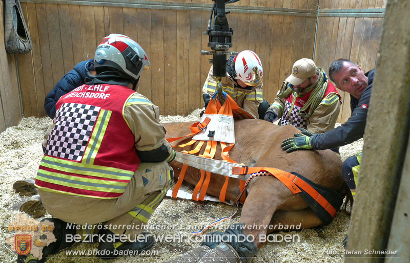 20251004_Pferd benötigt am "Welttierschutztag" die Hilfe der Feuerwehr Ebreichsdorf Foto: Stefan Schneider BFKDO BADEN 20251004_Pferd benötigt am "Welttierschutztag" die Hilfe der Feuerwehr Ebreichsdorf Foto: Stefan Schneider BFKDO BADEN